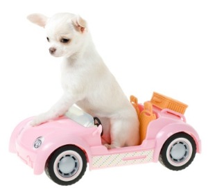  cute cachorro, filhote de cachorro in car