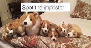cute puppy memes