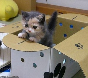 cute tiny kittens