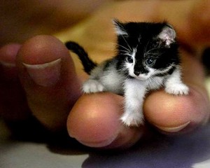  cute tiny mèo con