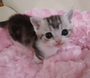  cute tiny बिल्ली के बच्चे