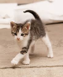  cute tiny gatitos