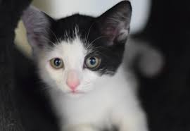  cute tiny gattini