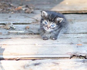  cute tiny gattini