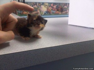  cute tiny Kätzchen