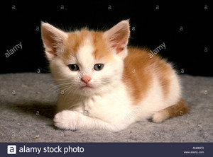  cute tiny 小猫