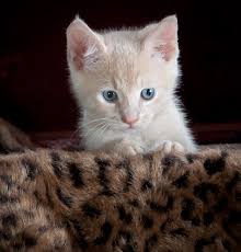 cute tiny anak kucing