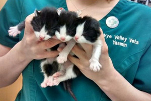  cute tiny kittens