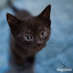  cute tiny gatinhos