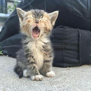  cute yawning kitten