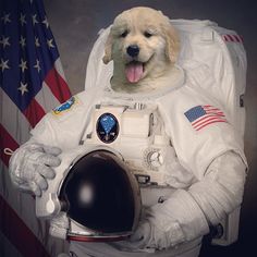 astronaut puppy