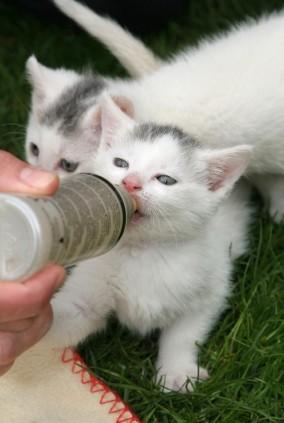  feeding the kitties