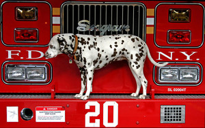 fire station dogs
