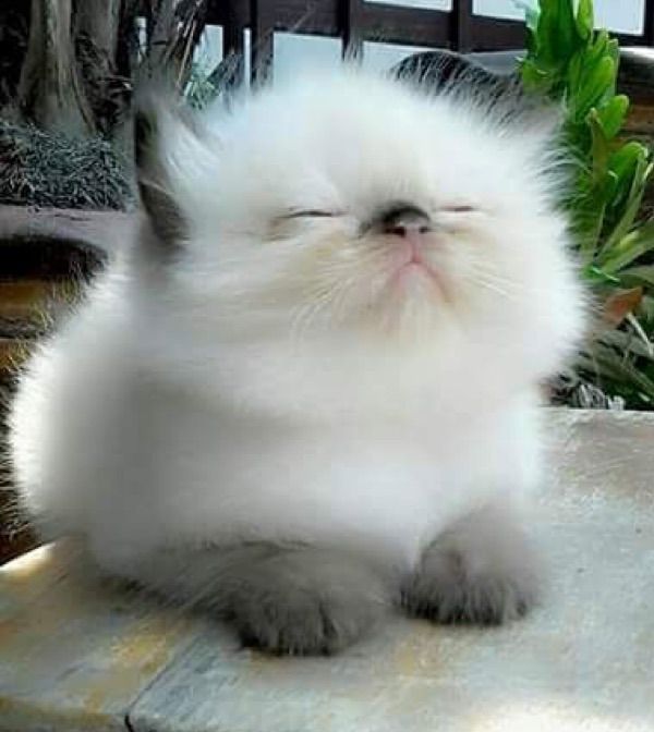 https://images6.fanpop.com/image/photos/41500000/fluffy-felines-cute-kittens-41534974-600-672.jpg