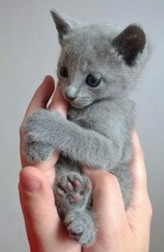  gray kitten