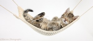  hammock catnap