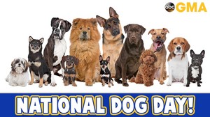  happy national dog día