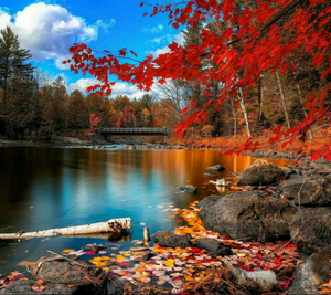  have a beautiful autumn Ellen🌹♥