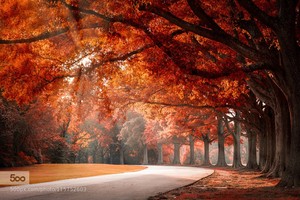  have a beautiful autumn violet🌹♥