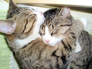  hugs and naps