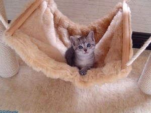  it's hammock time