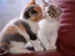  kissing mèo con