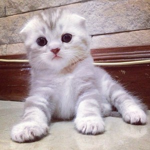  Kitten