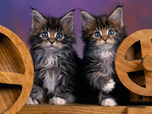 kitten twins