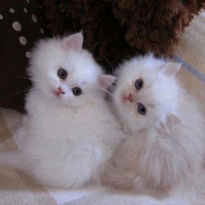  kitten twins