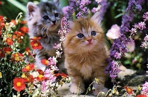  小猫 and 花