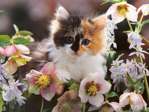  gatinhos and flores
