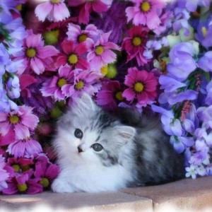  kittens and flowers