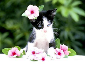 chatons and fleurs