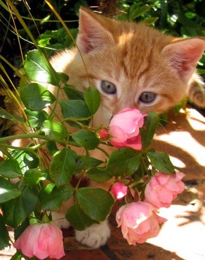  mèo con and hoa
