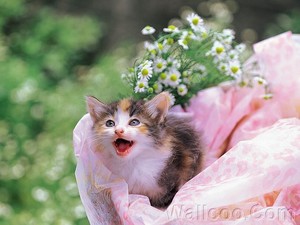  子猫 and お花
