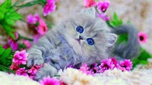  kittens and flowers