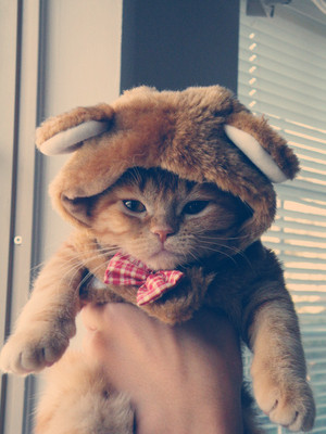  고양이 in costume