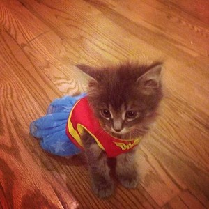  Kätzchen in costume