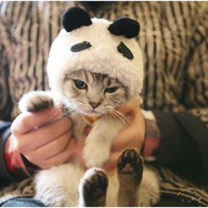  子猫 in costume