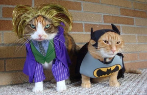  anak kucing in costume