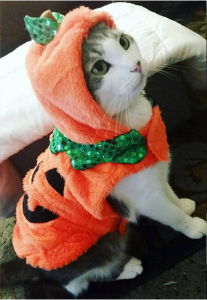  Котята in costume
