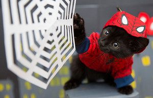  spiderman kitty