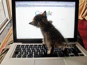  小猫 online