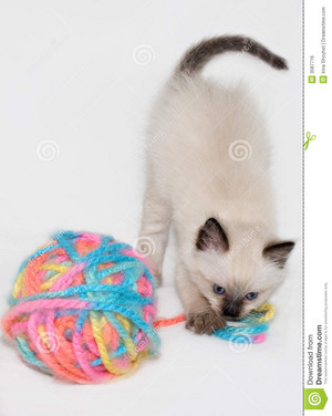  Котята playing with yarn