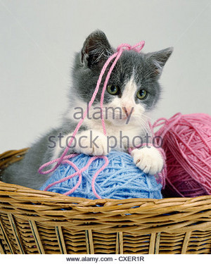  Котята playing with yarn
