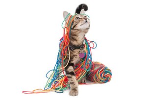  बिल्ली के बच्चे playing with yarn