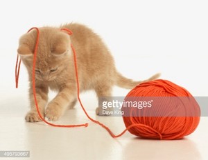  mga kuting playing with yarn