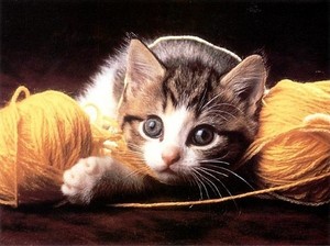  anak kucing playing with yarn