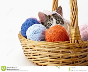  子猫 playing with yarn
