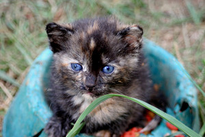 kittens w/blue eyes